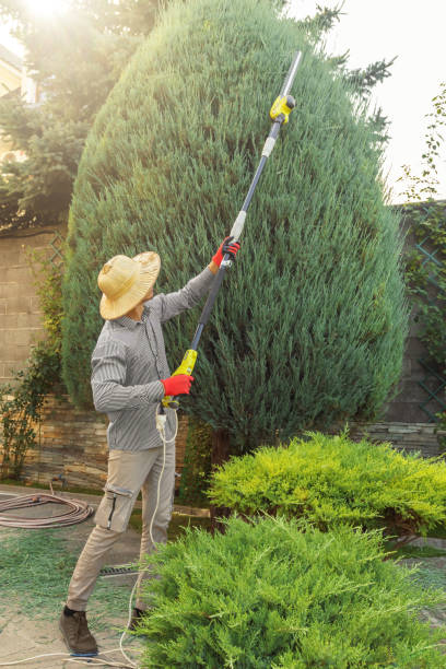 Reliable Long Beach, MS Tree Removal and Landscaping Services Solutions